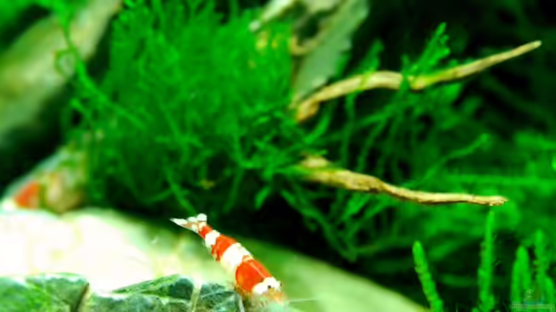 Besatz im Aquarium Becken 12268 von Jo The Fish (7)