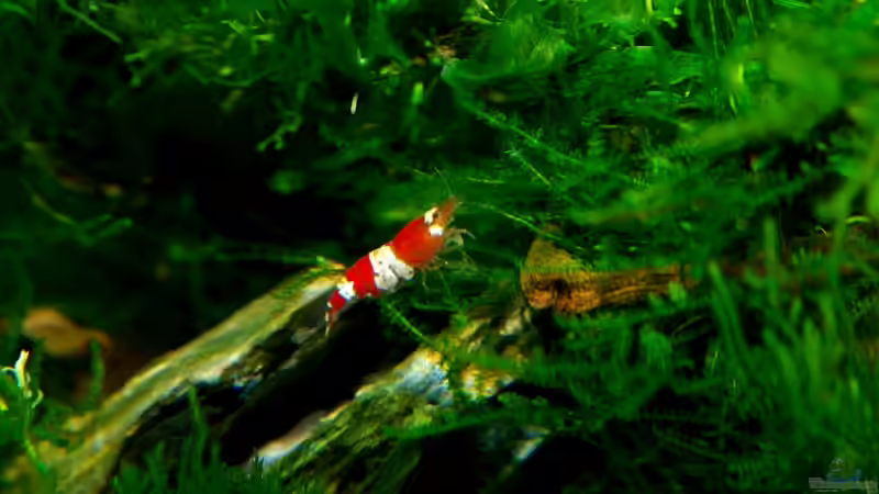 Besatz im Aquarium Becken 12268 von Jo The Fish (8)