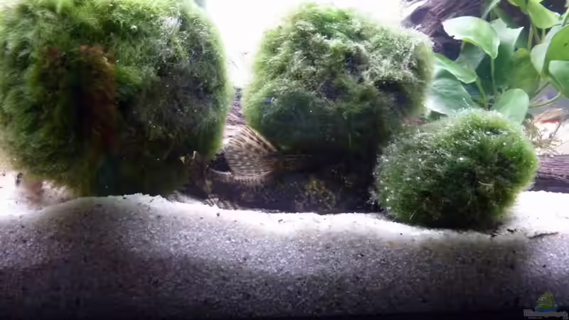 Besatz im Aquarium Becken 12272 von Sonja (19)