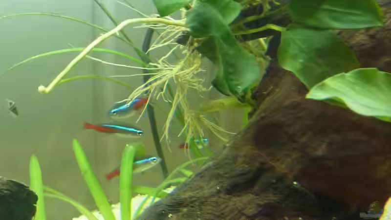 Besatz im Aquarium Becken 12272 von Sonja (21)
