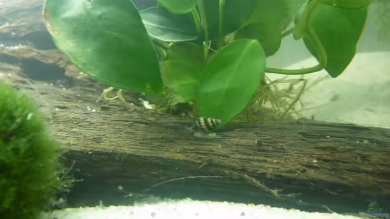 Besatz im Aquarium Becken 12272 von Sonja (22)