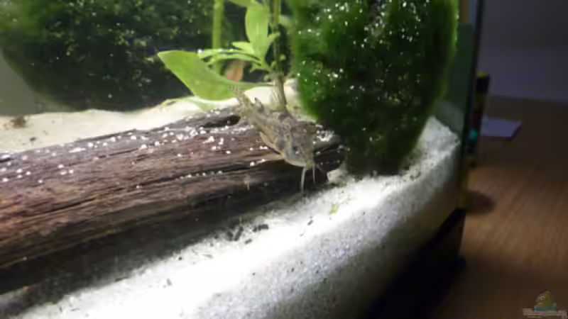 Besatz im Aquarium Becken 12272 von Sonja (23)