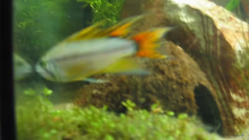 Besatz im Aquarium Becken 12274 von julchen (12)