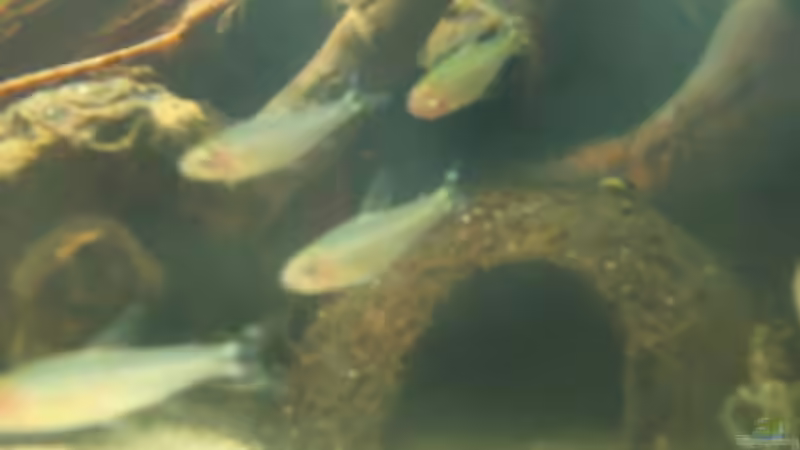 Besatz im Aquarium Becken 12274 von julchen (13)