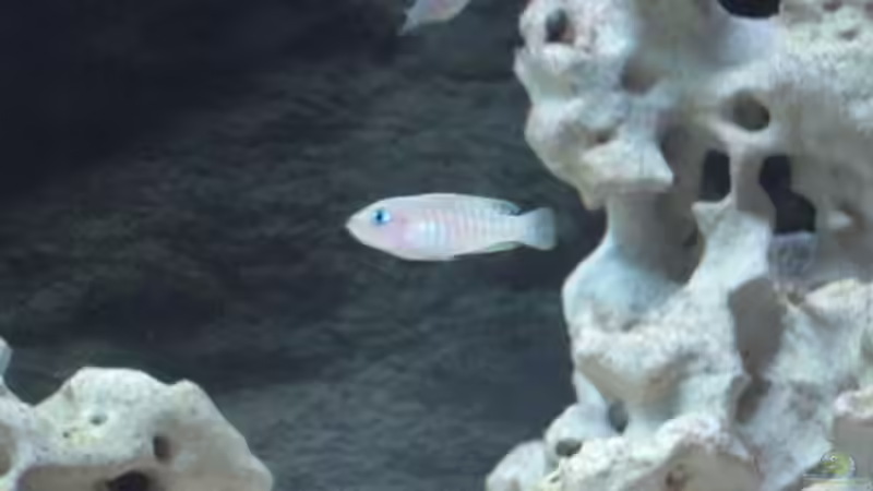 Besatz im Aquarium Becken 12275 von Max94 (5)