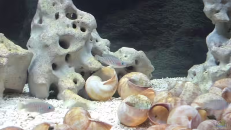 Besatz im Aquarium Becken 12275 von Max94 (7)