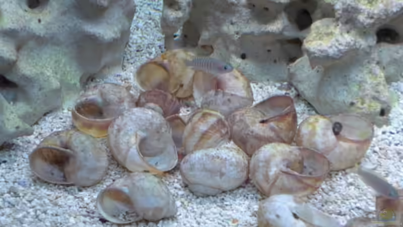 Besatz im Aquarium Becken 12275 von Max94 (8)