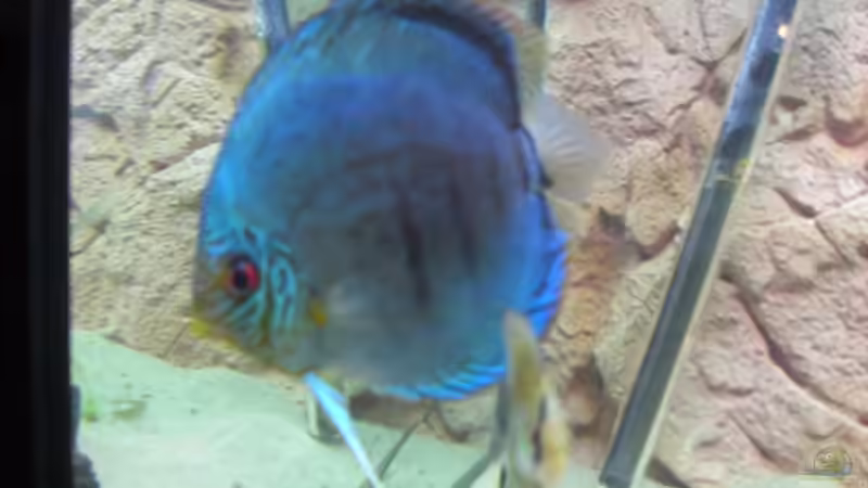 Besatz im Aquarium Becken 12280 von Eichi82 (21)