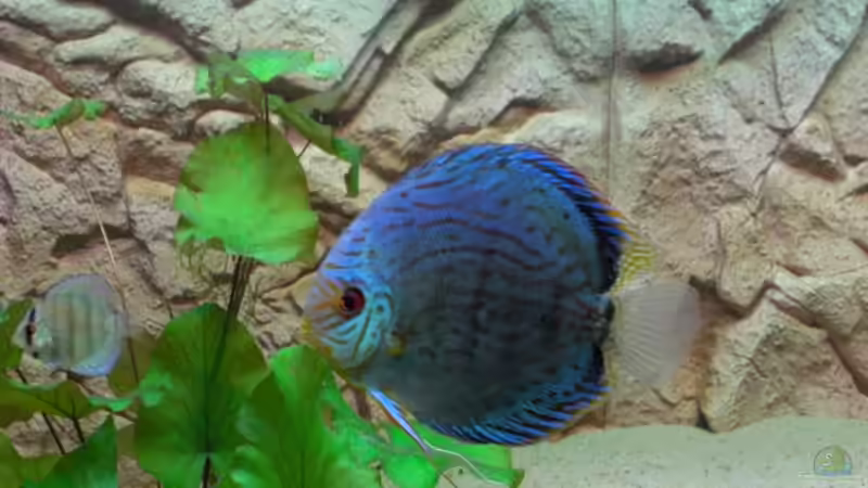 Besatz im Aquarium Becken 12280 von Eichi82 (23)