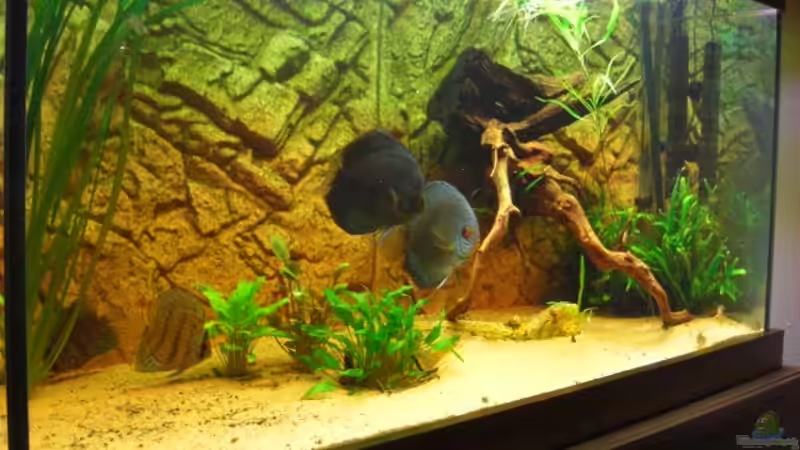 Besatz im Aquarium Becken 12280 von Eichi82 (31)