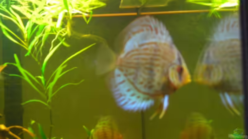 Besatz im Aquarium Becken 12280 von Eichi82 (34)