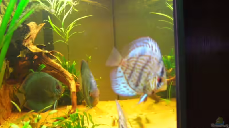 Besatz im Aquarium Becken 12280 von Eichi82 (35)