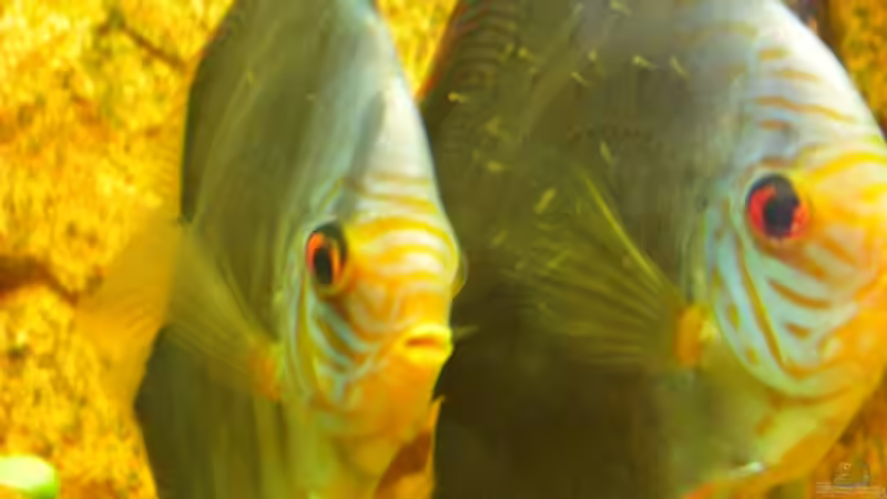 Besatz im Aquarium Becken 12280 von Eichi82 (36)