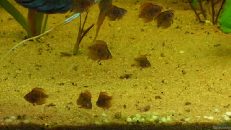 Besatz im Aquarium Becken 12280 von Eichi82 (40)