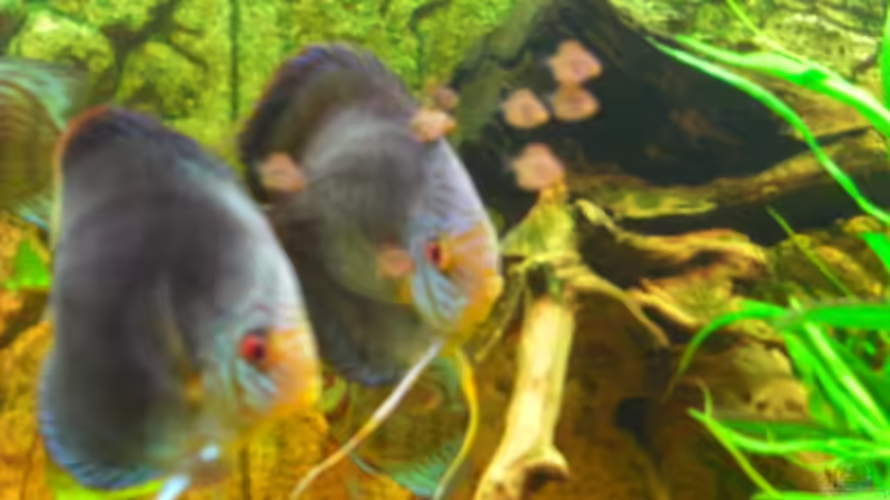 Besatz im Aquarium Becken 12280 von Eichi82 (41)