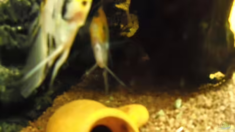 Besatz im Aquarium Becken 12289 von Nico Echterhoff (7)