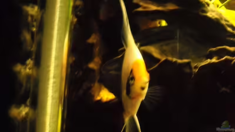 Besatz im Aquarium Becken 12289 von Nico Echterhoff (8)