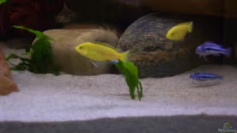 Besatz im Aquarium Becken 1230 von Torsten Krohn (11)