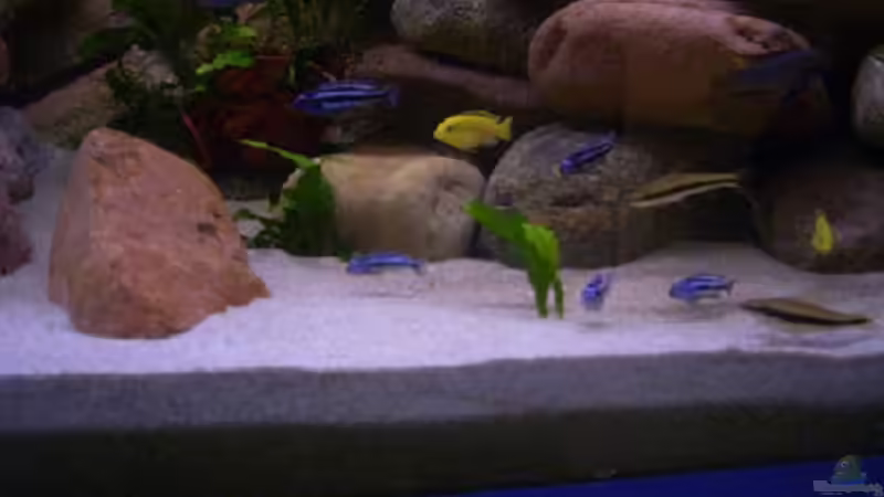 Besatz im Aquarium Becken 1230 von Torsten Krohn (12)