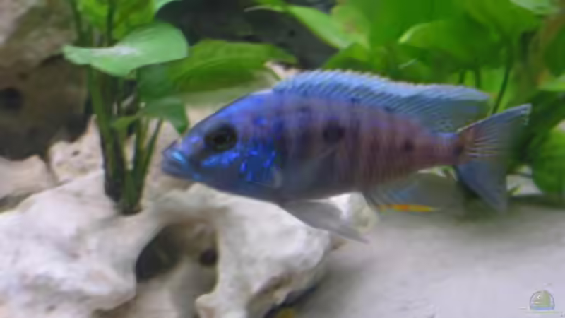 Besatz im Aquarium Becken 1231 von fhaav1 (5)