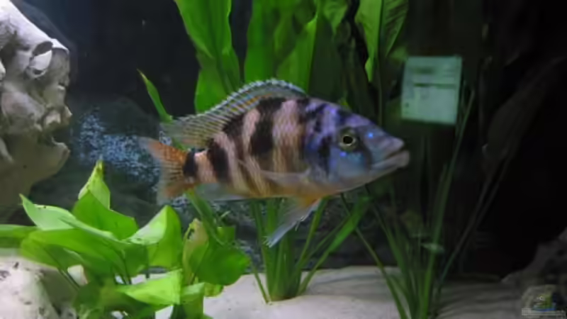 Besatz im Aquarium Becken 1231 von fhaav1 (6)