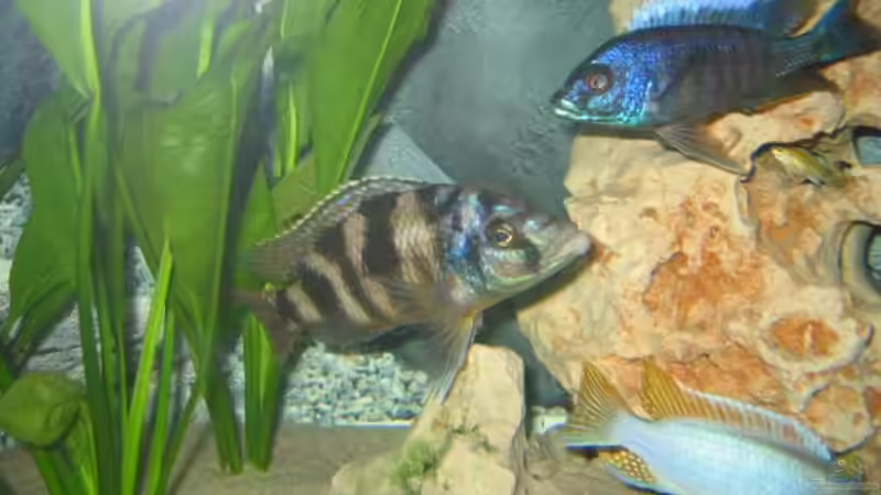 Besatz im Aquarium Becken 1231 von fhaav1 (7)