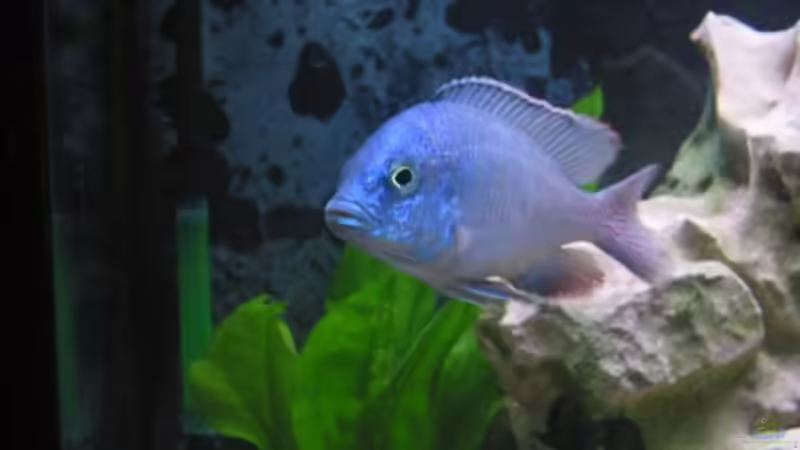 Besatz im Aquarium Becken 1231 von fhaav1 (9)