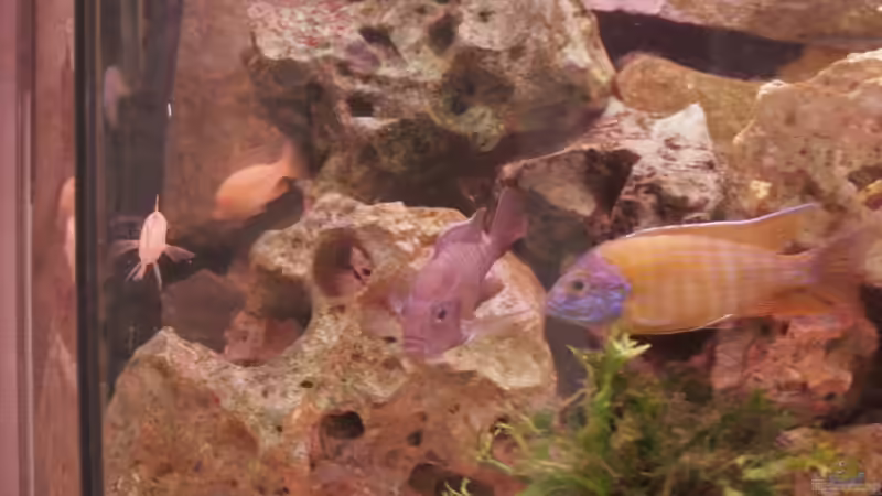 Besatz im Aquarium Becken 12325 von Wolfgang Eberhard (5)