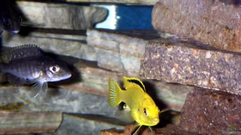 Besatz im Aquarium Becken 12344 von nobs1706 (3)