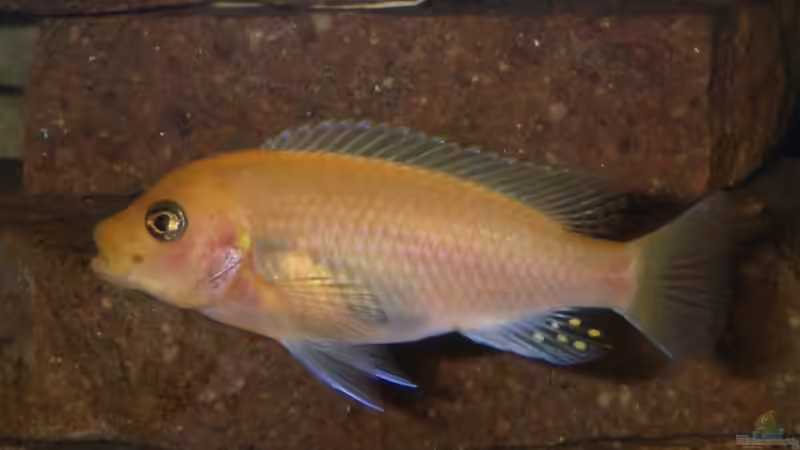 Besatz im Aquarium Becken 12344 von nobs1706 (4)