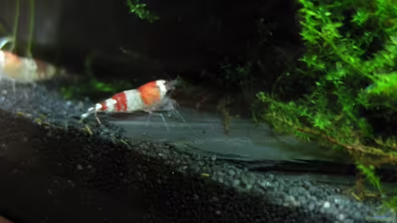 Besatz im Aquarium Becken 12359 von AbsolutVanilia (4)