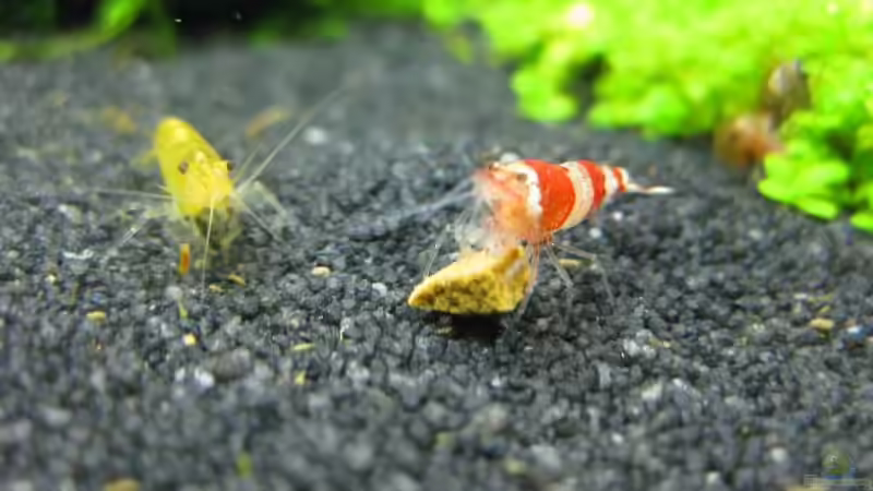 Besatz im Aquarium Becken 12359 von AbsolutVanilia (5)