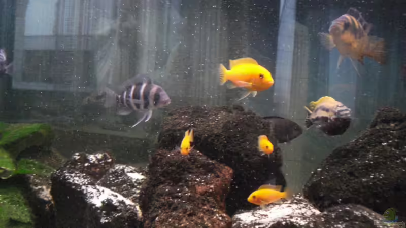 Besatz im Aquarium Becken 12363 von blitzer (13)