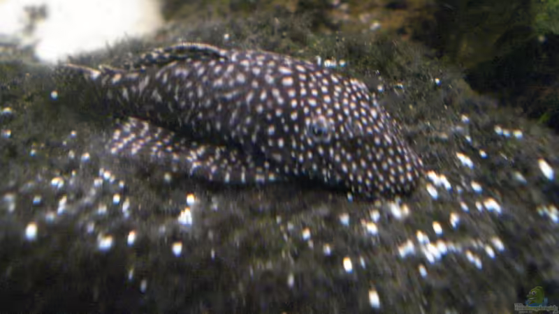 Besatz im Aquarium Becken 12363 von blitzer (14)