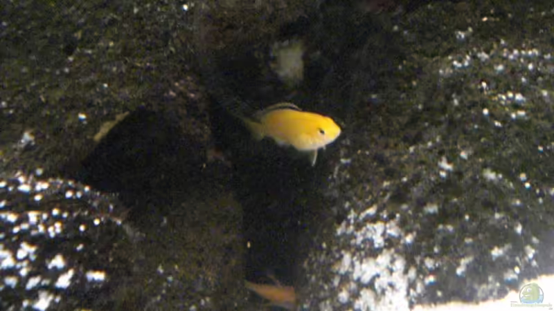 Besatz im Aquarium Becken 12363 von blitzer (17)