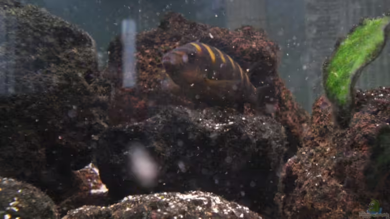 Besatz im Aquarium Becken 12363 von blitzer (19)