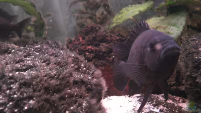 Besatz im Aquarium Becken 12363 von blitzer (20)