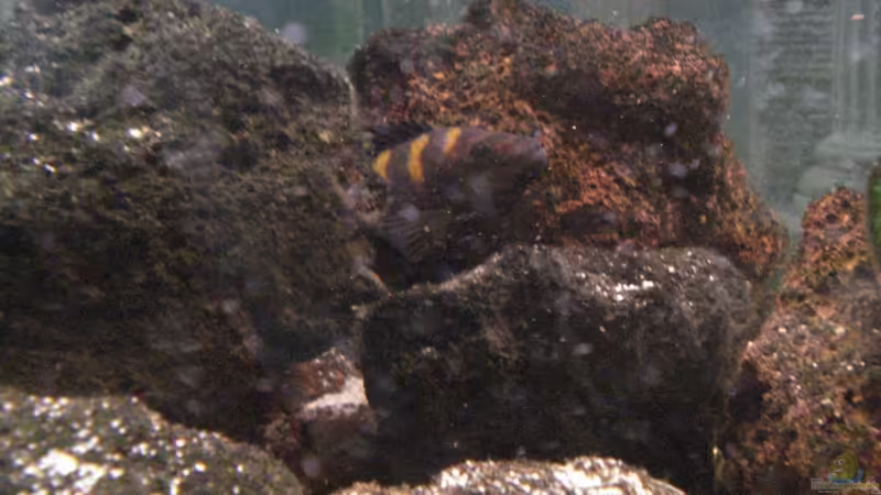 Besatz im Aquarium Becken 12363 von blitzer (23)