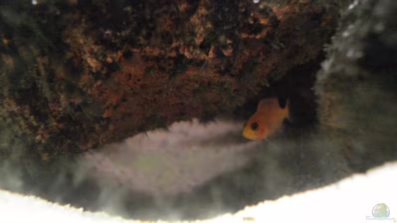 Besatz im Aquarium Becken 12363 von blitzer (24)