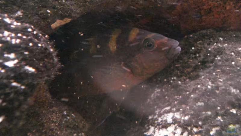 Besatz im Aquarium Becken 12363 von blitzer (25)