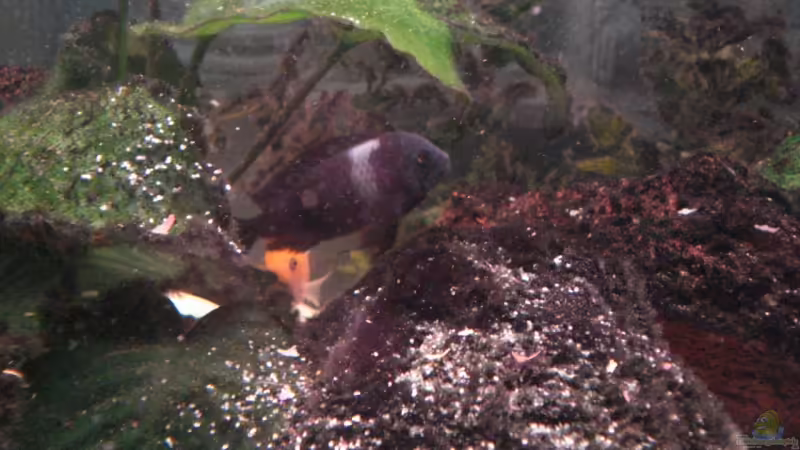 Besatz im Aquarium Becken 12363 von blitzer (26)