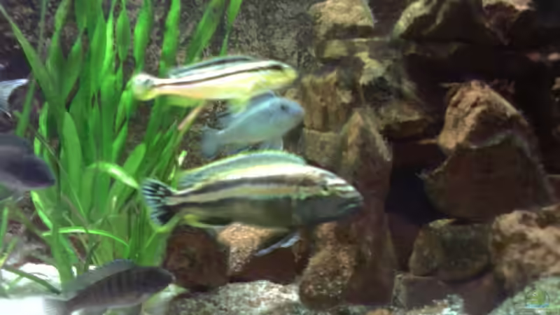 Besatz im Aquarium Becken 1239 von Torsten Nikolaus (11)