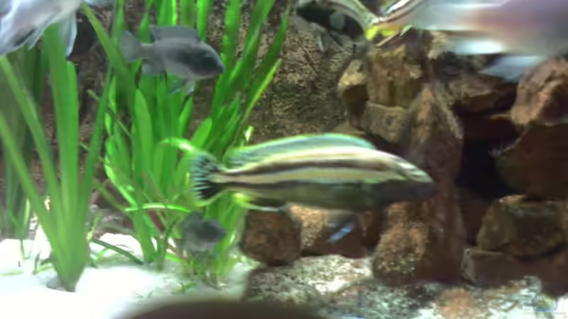 Besatz im Aquarium Becken 1239 von Torsten Nikolaus (12)