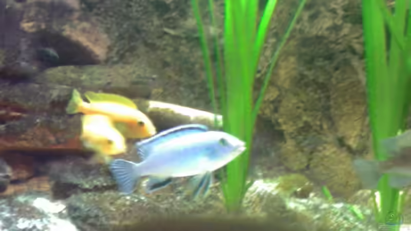 Besatz im Aquarium Becken 1239 von Torsten Nikolaus (14)