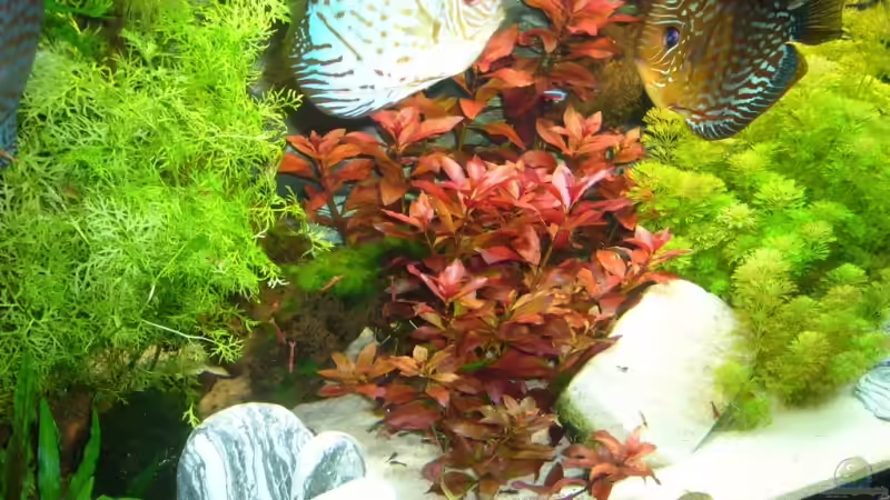 Besatz im Aquarium Becken 12427 von Martin Pargmann (11)