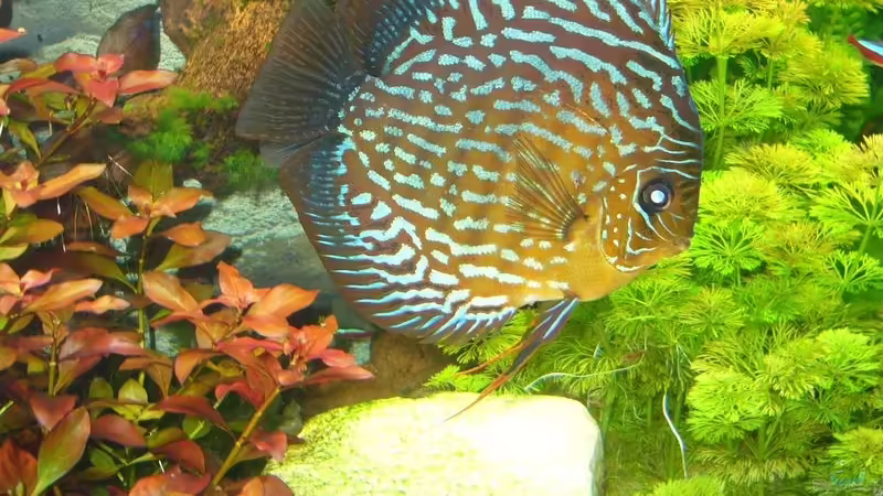 Besatz im Aquarium Becken 12427 von Martin Pargmann (13)