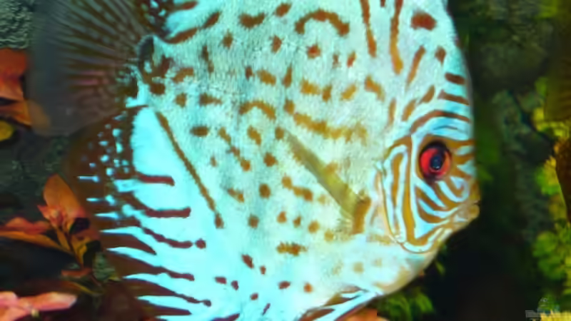 Besatz im Aquarium Becken 12427 von Martin Pargmann (14)