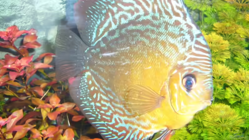 Besatz im Aquarium Becken 12427 von Martin Pargmann (15)