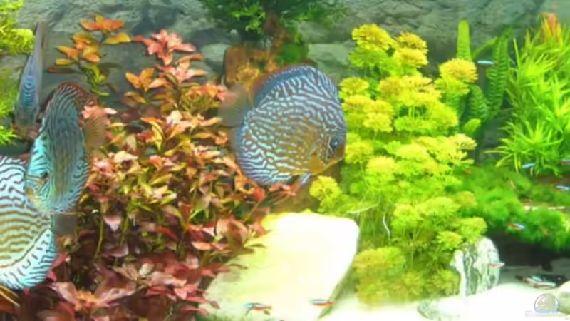 Besatz im Aquarium Becken 12427 von Martin Pargmann (16)