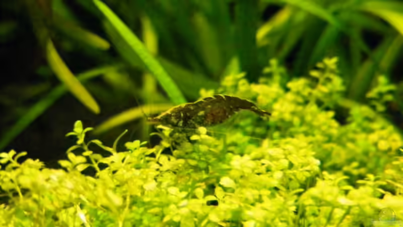 Besatz im Aquarium Becken 12433 von urbs (10)